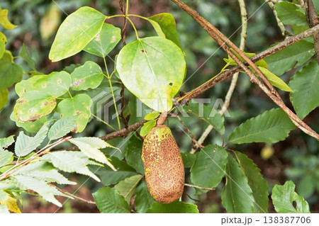 ミツバアケビの実（未熟） 138387706