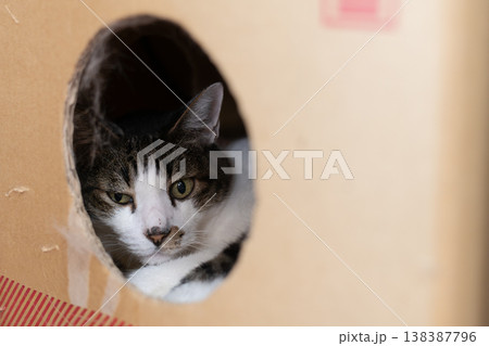 ダンボール箱の中に入っている猫　キジトラ白 138387796