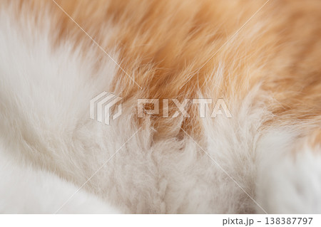 可愛い猫の毛並み 138387797