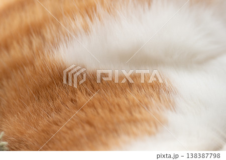 可愛い猫の毛並み 138387798