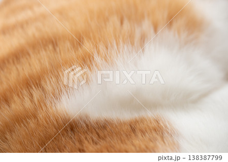 可愛い猫の毛並み 可愛い猫の毛並み 138387799