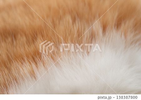 可愛い猫の毛並み 138387800