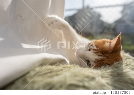カーテンで遊ぶ猫 茶トラ白 カーテンで遊ぶ猫 茶トラ白 138387803