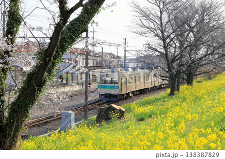 秩父鉄道「菜の花咲く桜堤を走る電車」 138387829