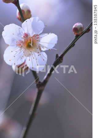 つぼみに囲まれて咲いた白い梅の花 138387845