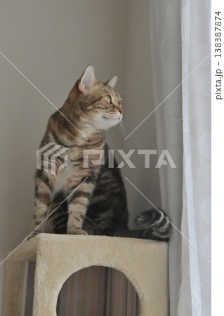 ねこのいる窓際の風景 138387874