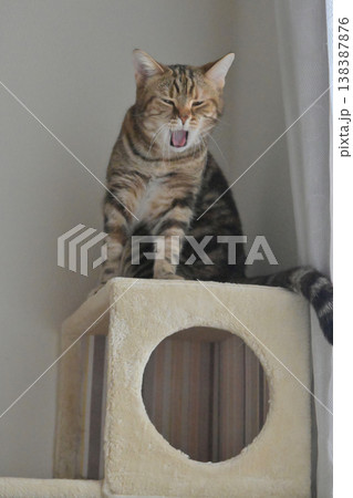 ねこのいる窓際の風景 ねこのいる窓際の風景 138387876