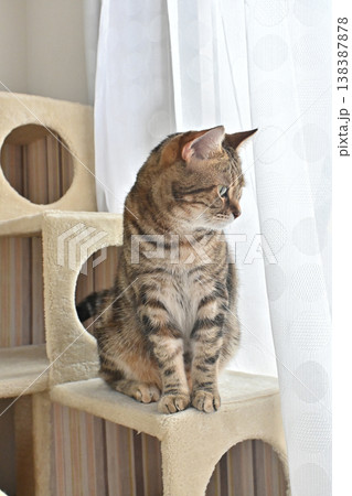 ねこのいる窓際の風景 ねこのいる窓際の風景 138387878