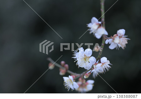 垂れ下がった枝に咲いた白い梅の花 垂れ下がった枝に咲いた白い梅の花 138388087