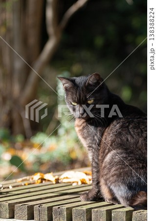 座って見つめる野良猫　 138388224