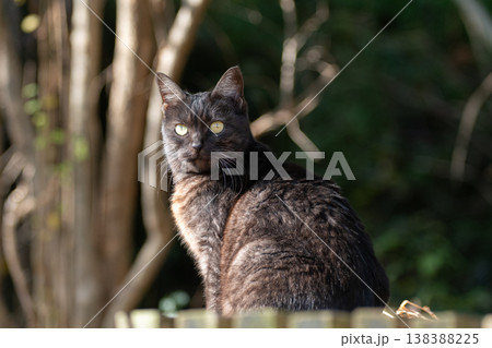 座って見つめる野良猫 座って見つめる野良猫 138388225