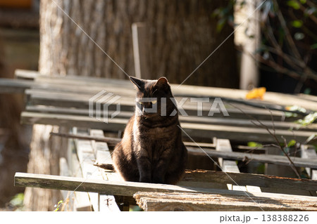 座って見つめる野良猫　 138388226