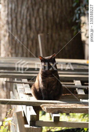 座って見つめる野良猫　 138388227