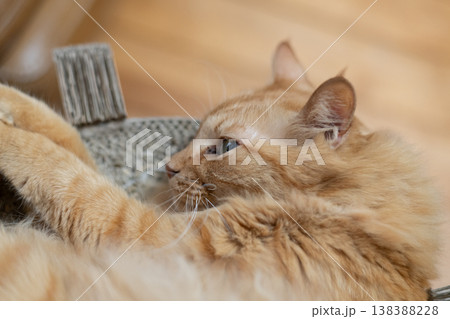 丸まって眠る可愛い猫　茶トラ猫 138388228