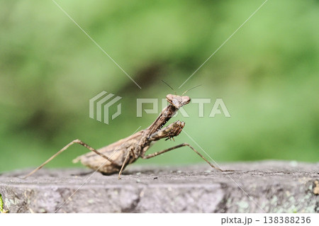 コカマキリ 138388236