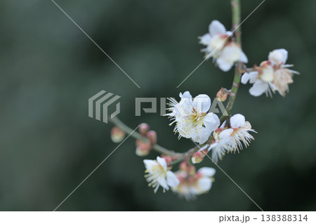 白い梅の花のついた垂れ下がる枝 138388314