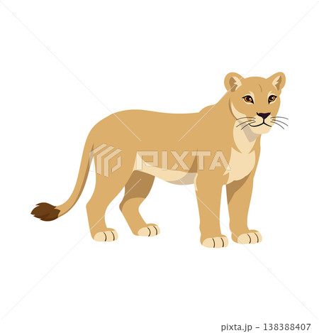 Lioness female lion animal cartoon design african savannah predator vector illustration on white background Lioness female lion animal cartoon design african savannah predator vector illustration on white background 138388407