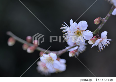 城跡の梅林にひっそりと咲いた白い梅の花 城跡の梅林にひっそりと咲いた白い梅の花 138388436