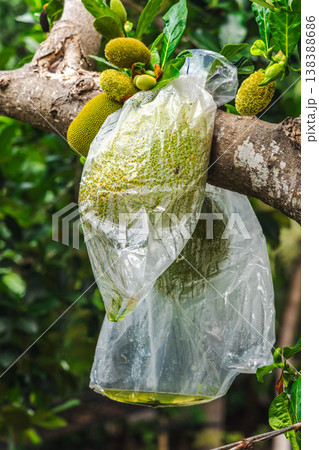 Jackfruit protected with plastic bag on tree branch, tropical farming method and pest control concept on Koh Samui island Jackfruit protected with plastic bag on tree branch, tropical farming method and pest control concept on Koh Samui island 138388686