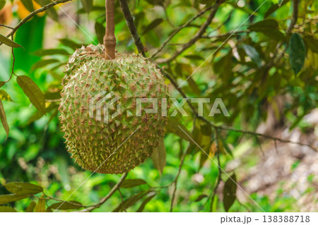 Durian fruit hanging on tree branch in tropical garden with green foliage, fresh exotic fruit growing in natural environment, Southeast Asia agriculture Durian fruit hanging on tree branch in tropical garden with green foliage, fresh exotic fruit growing in natural environment, Southeast Asia agriculture 138388718