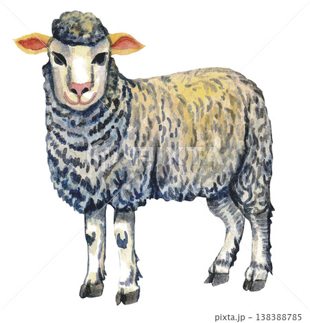 Sheep Illustration  Farm Livestock Animal 138388785