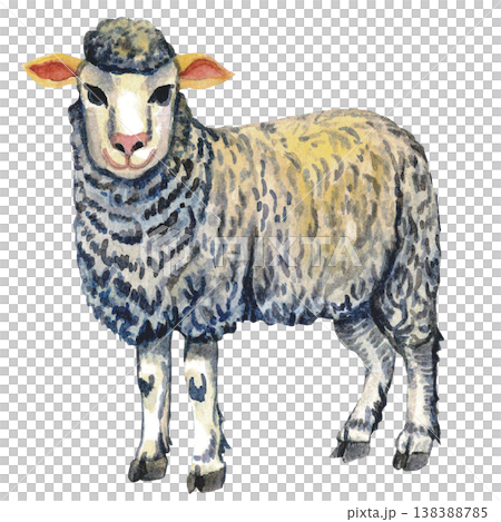 Sheep Illustration Farm Livestock Animal Sheep Illustration Farm Livestock Animal 138388785