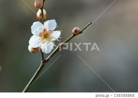 まだ咲かぬつぼみの中の白い梅の花 138388868