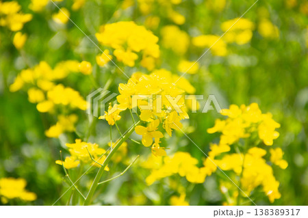 菜の花畑 菜の花畑 138389317