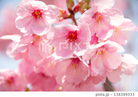 春の陽光に照らされた河津桜 春の陽光に照らされた河津桜 138389333