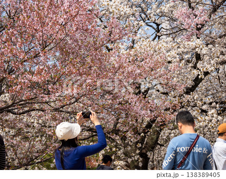 満開の桜を撮影する人々　ピンクの花に包まれた春の風景 138389405