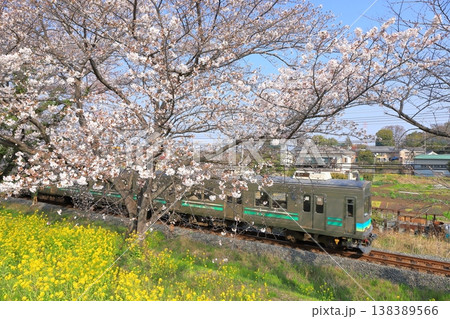 秩父鉄道「満開近くの桜の花咲く桜堤を走る電車」 138389566