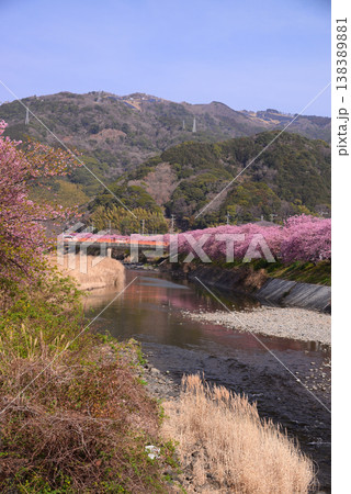 伊豆河津町の河津桜 伊豆河津町の河津桜 138389881