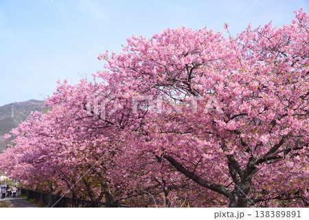 伊豆河津町の河津桜 伊豆河津町の河津桜 138389891