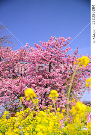 伊豆河津町の河津桜 138389894