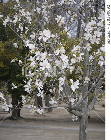 公園で咲くコブシの木の花 公園で咲くコブシの木の花 138390092