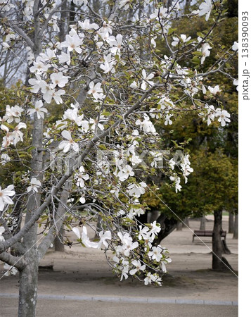 公園で咲くコブシの木の花 138390093