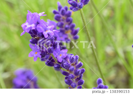 イングリッシュラベンダー イングリッシュラベンダー 138390153