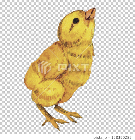 Chick Illustration  Baby Chicken 138390283