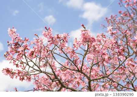 雅(みやび)という名の桜 雅(みやび)という名の桜 138390290