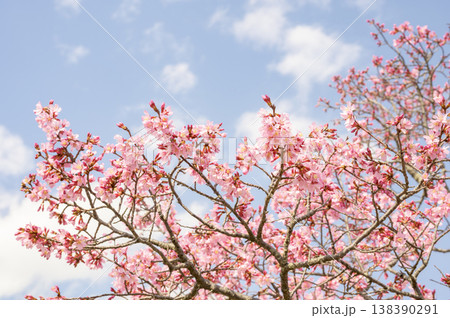雅（みやび）という名の桜 138390291