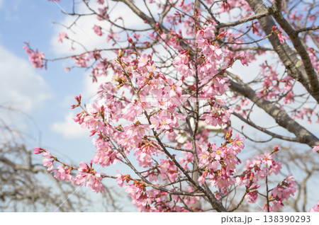 雅(みやび)という名の桜 雅(みやび)という名の桜 138390293