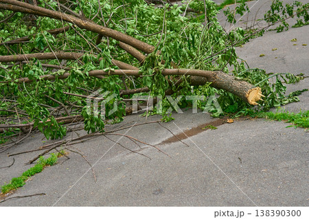Whether cleaning of fallen broken trees felled after storm Whether cleaning of fallen broken trees felled after storm 138390300