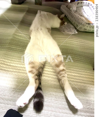 仰向けで寝転ぶシャム系猫様 仰向けで寝転ぶシャム系猫様 138390464