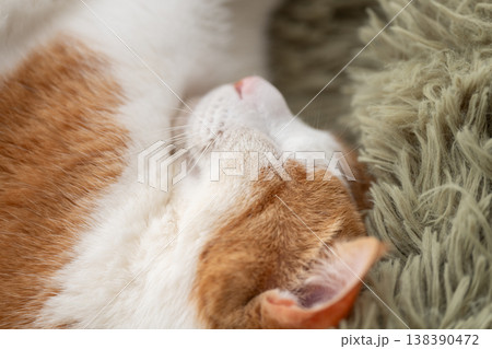 眠る猫 茶トラ白 眠る猫 茶トラ白 138390472