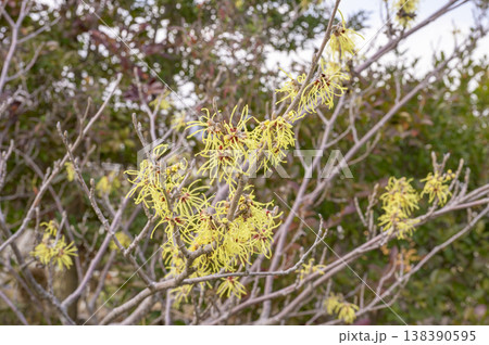 マンサク（ウィッチヘーゼル） 138390595