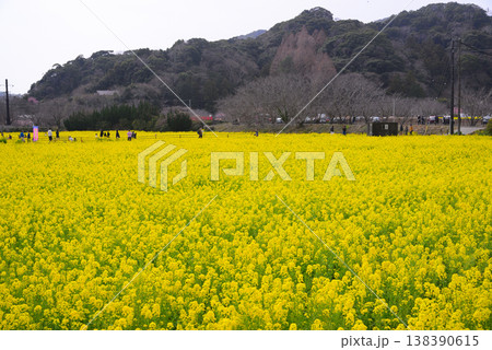 南伊豆町の菜の花畑 138390615