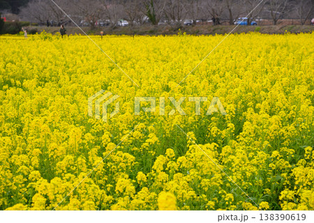 南伊豆町の菜の花畑 南伊豆町の菜の花畑 138390619