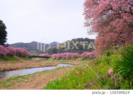 南伊豆町の河津桜 南伊豆町の河津桜 138390624