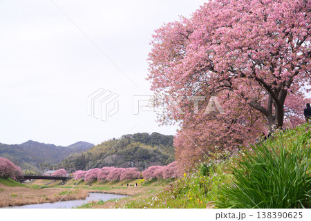 南伊豆町の河津桜 南伊豆町の河津桜 138390625