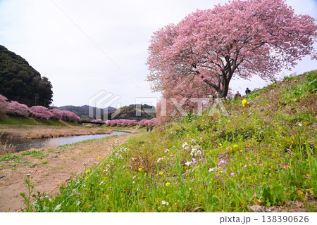 南伊豆町の河津桜 南伊豆町の河津桜 138390626
